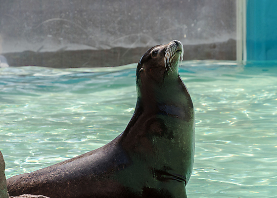 포토 JPG 해외이미지 동물 야생동물 바다 섬 백그라운드 포유류 자연 털 사람없음 물 사자 물개 캘리포니아 해외포토 자연요소 미국 바다동물 생태계 파일형식 이미지허브