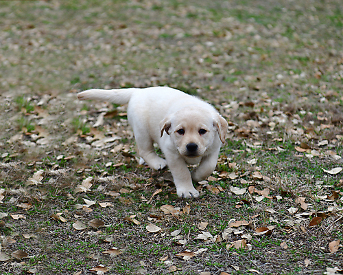 포토 JPG 해외이미지 가족 놀이 실험 사람없음 농장 개 리트리버 강아지 쓰레기 래브라도리트리버 혀 사냥개 언니 기르기 남동생 해외포토 농업 포유류 관계 반려동물 입 자매 동생 돌봄 파일형식 이미지허브