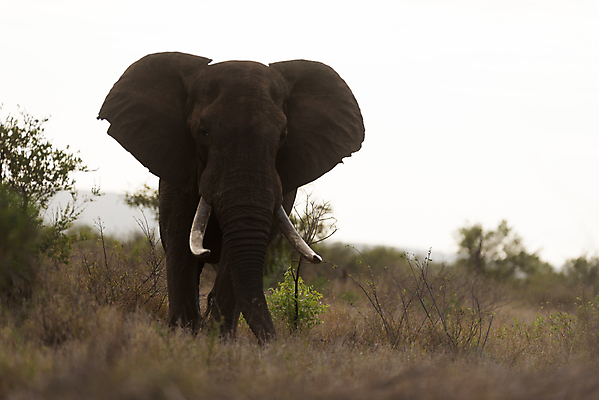 포토 JPG 해외이미지 동물 공원 도로 야생동물 모래 여행 포유류 아프리카 자연 코끼리 사람없음 야외 빨간색 세로 초록색 관광지 산책 탐험 치아 큼 사파리 황소 상아 나미비아 옛날 웅장함 전국 해외포토 공공시설 나라 길 컬러 교통시설 휴식 소화기관 소 크기 생태계 남아프리카 파일형식 이미지허브