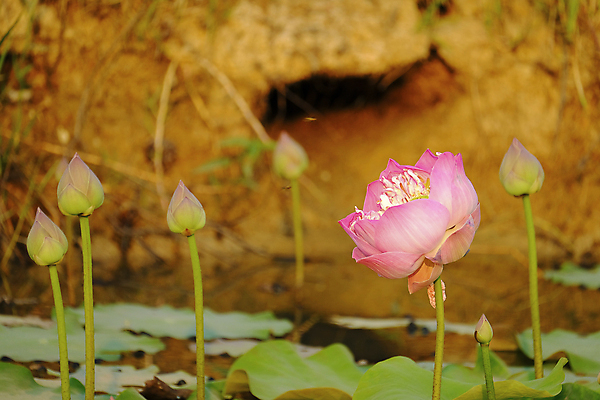 포토 JPG 해외이미지 식물 공원 꽃잎 꽃 아시아 종교 호수 분홍색 백그라운드 잎 꽃무늬 태국 자연 아침 연꽃 동양인 풍경 사람없음 빨간색 초록색 물 여름 햇빛 태양 뷰티 평화 정원 고요 벚꽃 연못 개화 심볼 순수 동쪽 내추럴 해외포토 주간 자연요소 계절 공공시설 나라 컬러 컨셉 무늬 인종 방향 생태계 파일형식 이미지허브