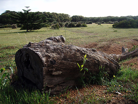 포토 JPG 해외이미지 나무 식물 지구 종류 이끼 사람없음 목재 흙 습기 젖음 다양 티켓 습지 숲 삼림지대 해외포토 다수 재료 파일형식 이미지허브
