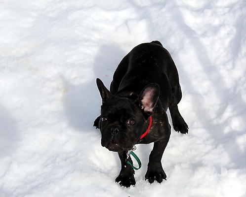 포토 JPG 해외이미지 동물 포유류 안내 털 그림자 사람없음 빨간색 반려동물 검은색 흰색 개 강아지 작음 귀 노려봄 해외포토 컬러 표정 신체부위 크기 파일형식 이미지허브