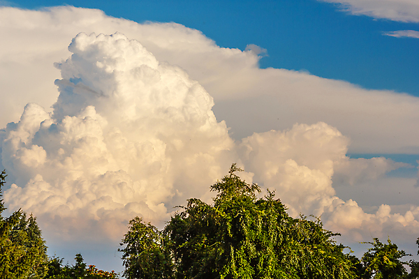 포토 JPG 해외이미지 모양 나무 하늘 사람없음 초록색 흰색 진짜 해외포토 식물 컬러 파일형식 이미지허브