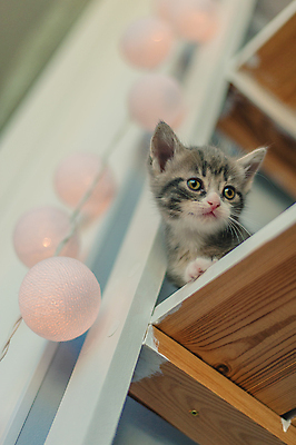 포토 JPG 해외이미지 동물 1 응시 교육 여유 백그라운드 컨셉 포유류 전등 책장 선반 주택 털 사람없음 목재 책 반려동물 스터디 뷰티 고양이 회색 수확 아기 달콤 도서관 작음 읽기 문학 솜털 원뿔 거짓말 고립 해외포토 도형 나무 시선 감정 컬러 가구 농업 재료 모션 조명 사람 건물 학습 맛 크기 파일형식 이미지허브