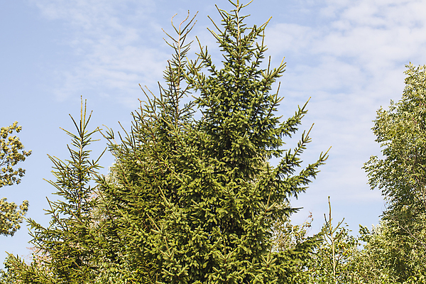 포토 JPG 해외이미지 나무 구름 계절 공원 줄기 백그라운드 잎 자연 하늘 아침 왕관 산 풍경 사람없음 야외 목재 초록색 여름 파란색 햇빛 갈색 환경 맑음 흙 봄 흰색 나뭇가지 소나무 정상 숲 속도 나무껍질 침엽수 내추럴 몬테네그로 삼림지대 해외포토 주간 자연요소 식물 공공시설 컬러 재료 날씨 태양 껍질 생태계 파일형식 이미지허브