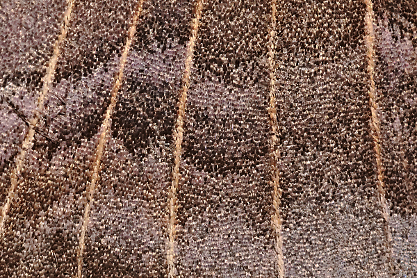 포토 JPG 해외이미지 조각 나비 곤충 백그라운드 패턴 날개 해부 자연 추상 생물 따뜻함 저울 사람없음 갈색 보라색 점 닫기 묘사 만족 질감 웨이브 생물학 솜털 리빙 정맥 나방 내추럴 미루나무 복잡 얇은 취급주의 특별함 해외포토 나무 동물 교육 감정 컬러 컨셉 무늬 의학 모션 경고 생태계 혈관 파일형식 이미지허브