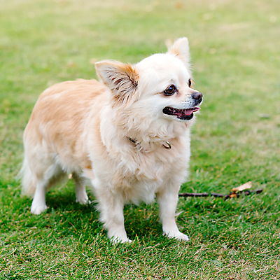 포토 JPG 해외이미지 동물 응시 행복 포유류 관계 모션 자연 안내 사랑 서기 성인 사람없음 야외 반려동물 갈색 노란색 걷기 우정 성장 흰색 개 강아지 작음 타운 치와와 몸단장 송곳니 기르기 동반자 유래 특별함 해외포토 시선 감정 컬러 컨셉 사람 친구 도시 치아 크기 생태계 돌봄 파일형식 이미지허브