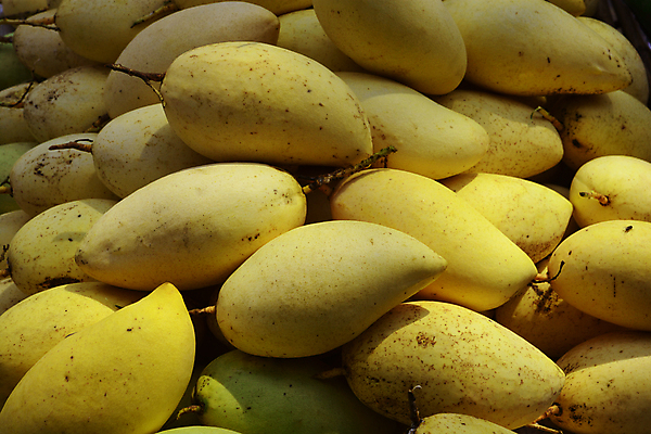 포토 JPG 해외이미지 접시 음식 조각 백그라운드 십자가 잎 다이어트 오렌지 과일 재료 부분 디저트 쟁반 건강 사람없음 초록색 여름 노란색 젖음 신선 황금 선택 달콤 먹기 가득함 상쾌 유기농 날것 망고 내추럴 숙성 이국적 채식주의자 해외포토 식물 식기 웰빙 계절 감정 컬러 컨셉 모션 맛 열대과일 채식 파일형식 이미지허브