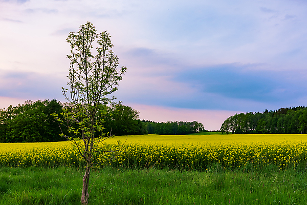 포토 JPG 해외이미지 나무 식물 구름 꽃 산업 밭 농업 자연 하늘 풍경 사람없음 여름 파란색 농작물 노란색 일출 환경 맑음 일몰 봄 성장 벚꽃 시골 개화 생명공학 땅 유채 조경 카피스페이스 전경 해외포토 자연요소 계절 컬러 의학 날씨 노을 공백 생태계 파일형식 탑뷰 이미지허브