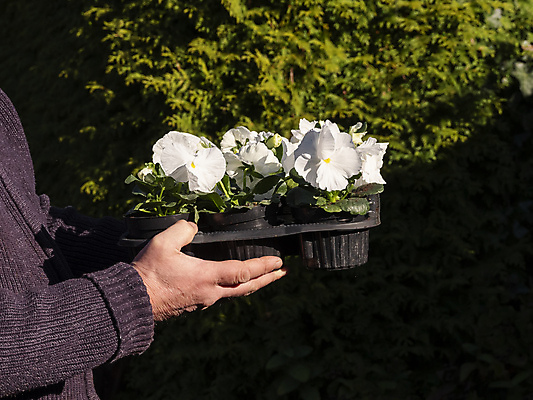 포토 JPG 해외이미지 식물 손 꽃잎 꽃 화분 백그라운드 잎 꽃무늬 자연 주택 쟁반 실내 관리 사람 사람없음 장식 초록색 울타리 벚꽃 흰색 신선 잡기 선택 냄비 제비꽃 원예 내추럴 비올라 심기 영원 세련 해외포토 컬러 컨셉 무늬 모션 취미 내부 건물 신체부위 담장 솥 생태계 파일형식 찰현악기 이미지허브