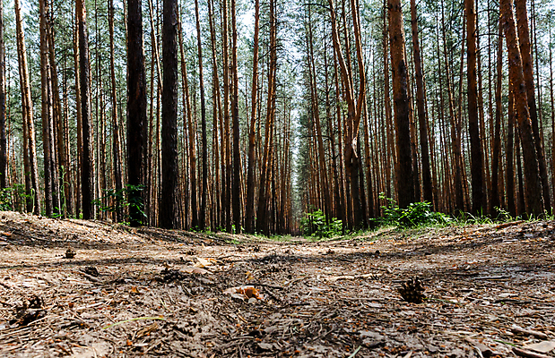 포토 JPG 해외이미지 나무 식물 계절 공원 도로 여행 백그라운드 낙엽 잎 자연 사람 풍경 사람없음 야외 목재 초록색 여름 빛 노란색 환경 고요 봄 산책 하이킹 나뭇가지 소나무 숲 큼 오솔길 장면 내추럴 보호구역 생태학 우크라이나 가문비나무 해외포토 공공시설 교육 유럽 길 컬러 재료 교통시설 레저 휴식 크기 생태계 구역 파일형식 이미지허브