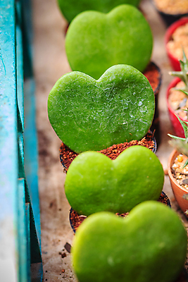 포토 JPG 해외이미지 모양 식물 꽃 잎 꽃무늬 자연 발렌타인데이 선물 사랑 사람없음 장식 초록색 컬러풀 뷰티 농장 정원 흙 활발 성장 벚꽃 하트 신선 선택 냄비 묘사 내추럴 왁스 특별함 해외포토 감정 컬러 컨셉 무늬 농업 데이이벤트 솥 생태계 파일형식 이미지허브