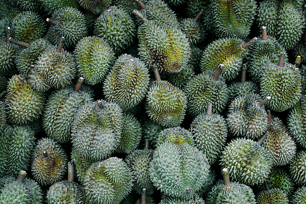 포토 JPG 해외이미지 손 아시아 문화 음식 백그라운드 과일 태국 자연 디저트 매달리기 건강 동양인 사람없음 초록색 판매 수확 신선 가시 시장 맛 왕 먹기 오브젝트 향기 냄새 동쪽 스파이크 악취 말레이시아 내추럴 싱가폴 이국적 해외포토 나라 컬러 컨셉 농업 모션 인종 신체부위 방향 생태계 파일형식 이미지허브