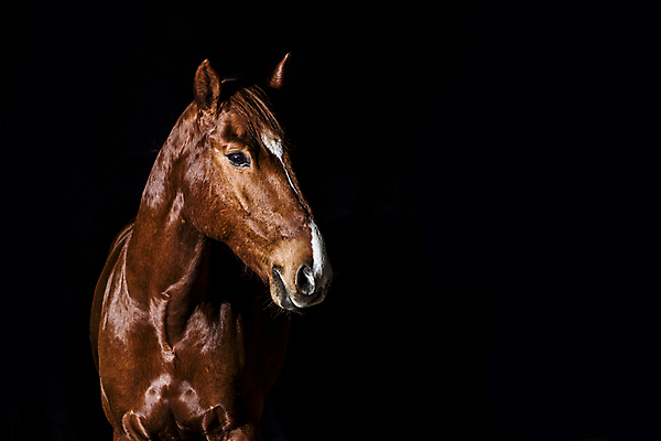포토 JPG 해외이미지 동물 얼굴 백그라운드 포유류 자연 건강 사람없음 옆모습 빨간색 뷰티 갈색 머리 검은색 어둠 힘 목장 흰색 레이싱 만 입 승마 우아함 호기심 갈기 목 정맥 고립 구역 굴레 기르기 안달루시아 해외포토 감정 스포츠 뷰포인트 컬러 컨셉 시합 신체부위 스페인 생태계 혈관 돌봄 파일형식 이미지허브