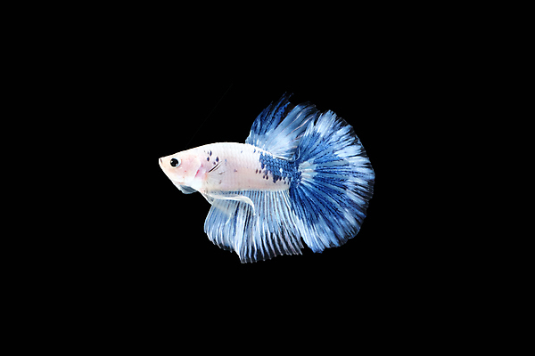 포토 JPG 해외이미지 동물 남자 얼굴 클리핑패스 분홍색 포즈 백그라운드 이동 모션 벽지 어류 미술 사람없음 옆모습 물 파란색 뷰티 장미 검은색 수영 분노 흰색 그룹 의식 가장자리 고급 우아함 판다 자르기 깃털 싱글 싸움 고립 공격적 달마시안 이국적 해외포토 자연요소 꽃 감정 뷰포인트 컬러 컨셉 곰 문화예술 사람 신체부위 수중동물 수상스포츠 둘레 개 파일형식 이미지허브