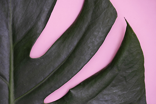 포토 JPG 해외이미지 식물 디자인 종이 분홍색 백그라운드 잎 꽃무늬 패턴 텍스트 자연 손바닥 미술 사람없음 장식 초록색 여름 뷰티 유행 우주 정원 스파 흰색 신선 플랫 정상 큼 열대우림 유기농 질감 내추럴 고립 이국적 스타일 미니멀 해외포토 손 웰빙 계절 꽃 컬러 무늬 문화예술 숲 크기 생태계 파일형식 이미지허브