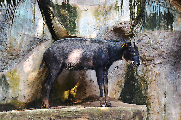 포토 JPG 해외이미지 동물 남자 야생동물 스포츠 여행 백그라운드 곡선 포유류 자연 염소 산 뿔 풍경 사람없음 야외 초록색 여름 갈색 바위 오스트리아 중앙 정상 알프스 영양 내추럴 동물상 절정 해외포토 계절 유럽 선 컬러 사람 조형물 돌_바위 생태계 파일형식 이미지허브