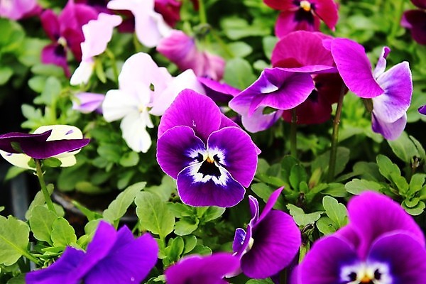 포토 JPG 해외이미지 식물 꽃 꽃무늬 자연 사람없음 정원 벚꽃 제비꽃 내추럴 비올라 해외포토 무늬 생태계 파일형식 찰현악기 이미지허브