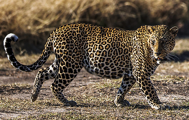 포토 JPG 해외이미지 야생동물 여행 사람없음 해외포토 동물 파일형식 이미지허브