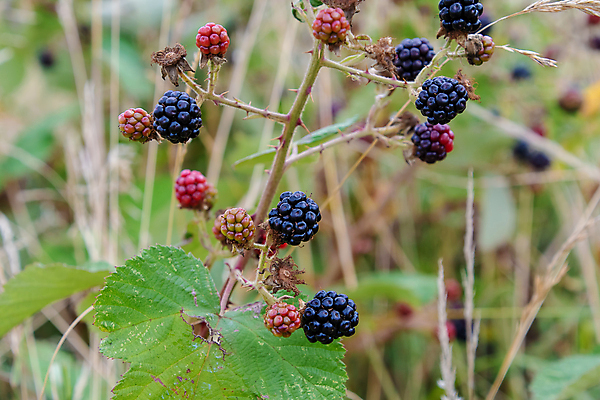 포토 JPG 해외이미지 식물 열매 음식 백그라운드 과일 자연 건강 사람없음 빨간색 초록색 정원 검은색 달콤 다발 유기농 블랙베리 내추럴 숙성 해외포토 웰빙 컬러 맛 생태계 파일형식 이미지허브