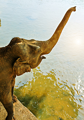 포토 JPG 해외이미지 동물 남자 야생동물 백그라운드 포유류 아프리카 자연 초식동물 추상 코끼리 서기 동양인 사람없음 머리 회색 구멍 거친 주름 황무지 큼 사파리 꼬리 귀 당나귀 내추럴 어려움 해외포토 나라 컬러 무늬 모션 사람 인종 신체부위 말_동물 크기 생태계 파일형식 이미지허브