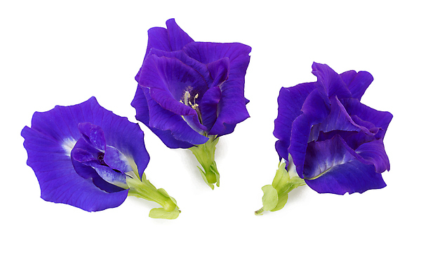 포토 JPG 해외이미지 식물 꽃 아시아 백그라운드 자연 건강 동양인 사람없음 초록색 파란색 보라색 벚꽃 흰색 달콤 허브 원예 완두콩 포도나무 내추럴 고립 해외포토 나라 컬러 콩 인종 취미 맛 과일나무 생태계 파일형식 이미지허브