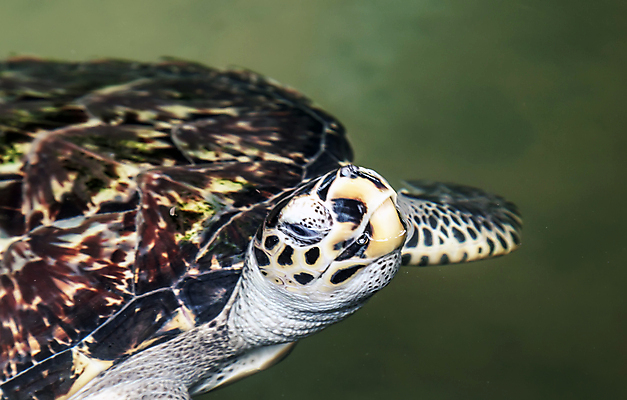 포토 JPG 해외이미지 동물 야생동물 바다 여행 백그라운드 파충류 자연 표면 열대 사람없음 초록색 물 관광지 바닷속 수중 수영 껍질 거북이 인도인 다이빙 하와이 태평양 내추럴 생태학 하와이인 해외포토 자연요소 외국인 교육 컬러 동양인 미국 수상스포츠 생태계 수중스포츠 파일형식 이미지허브