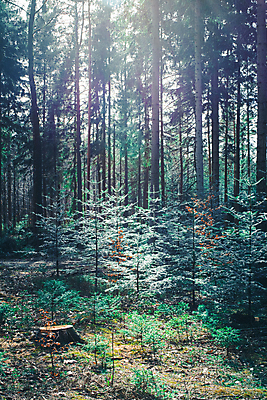 포토 JPG 해외이미지 식물 응시 계절 줄기 자연 풍경 사람없음 목재 초록색 빛 태양 환경 성장 시골 신선 그룹 큼 땅 지역 상록수 침엽수 전나무 땅바닥 삼림지대 해외포토 자연요소 나무 시선 컬러 재료 바닥 숲 크기 생태계 파일형식 이미지허브