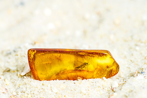 포토 JPG 해외이미지 동물 곤충 장신구 씨앗 사람없음 빛 울타리 노란색 역사 보석 옛날 해외포토 식물 컬러 담장 광석 파일형식 이미지허브