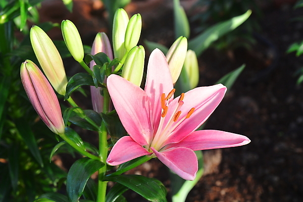 포토 JPG 해외이미지 식물 꽃잎 꽃 분홍색 꽃다발 결혼 백그라운드 잎 겨울 꽃무늬 패턴 태국 자연 휴가 사랑 미술 사람없음 장식 빨간색 초록색 여름 컬러풀 뷰티 정원 봄 수확 벚꽃 흰색 축하 신선 우아함 닫기 백합 부드러움 내추럴 해외포토 계절 감정 아시아 컬러 컨셉 무늬 농업 모션 문화예술 이벤트 감각 생태계 파일형식 이미지허브