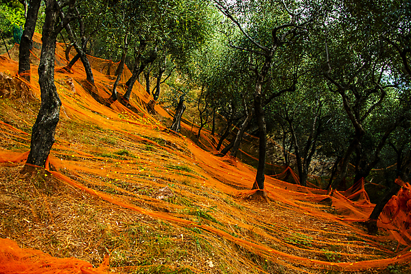 포토 JPG 해외이미지 나무 식물 전통 계절 음식 백그라운드 잎 밭 농업 다이어트 오렌지 재료 자연 건강 씨앗 사람없음 초록색 농작물 농장 검은색 이탈리아 수확 나뭇가지 시골 그물 체스말 선택 상품 숲 수집 지중해 유기농 올리브 자두 내추럴 숙성 해외포토 웰빙 열매 유럽 산업 바다 컬러 컨셉 과일 말_게임 체스 생태계 파일형식 이미지허브
