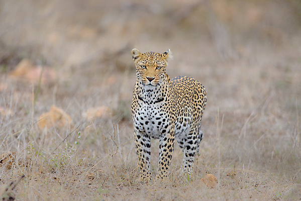 포토 JPG 해외이미지 주간 한마리 응시 야생동물 자연 사람없음 야외 아웃포커스 맹수 풀숲 표범 남아프리카 보츠와나 해외포토 자연요소 동물 1 시선 포유류 아프리카 촬영기법 숲 생태계 파일형식 이미지허브