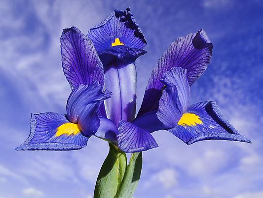 포토 JPG 해외이미지 식물 구름 계절 꽃잎 꽃 전구 자연 하늘 사람없음 가로 파란색 뷰티 정원 봄 성장 신선 개화 닫기 원예 향기 화단 붓꽃 영원 해외포토 자연요소 컬러 모션 취미 생태계 냄새 파일형식 이미지허브