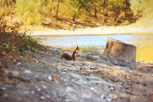 포토 JPG 해외이미지 나무 동물 공원 야생동물 여행 자연 풍경 사람없음 야외 초록색 물 강 뷰티 갈색 노란색 환경 흙 자유 가을 시골 연못 소나무 개울 황무지 숲 다람쥐 내추럴 해외포토 자연요소 식물 계절 공공시설 컬러 컨셉 설치류 생태계 파일형식 이미지허브