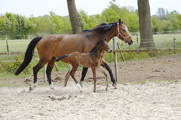 포토 JPG 해외이미지 동물 1 응시 행복 백그라운드 밭 자연 엄마 휴식 새로움 사람없음 야외 초록색 반려동물 컬러풀 뷰티 농장 갈색 맑음 봄 흰색 시골 신생아 승마 작음 조랑말 망아지 해외포토 시선 계절 감정 새끼 스포츠 컬러 컨셉 농업 가족 날씨 아기 말_동물 크기 생태계 파일형식 이미지허브