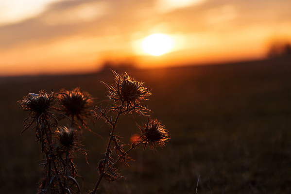 포토 JPG 해외이미지 식물 계절 꽃 밭 자연 하늘 아침 풍경 사람없음 여름 빛 햇빛 태양 일출 황혼 봄 새벽 다양 개화 비교 약초 생태계 엉겅퀴 내추럴 생태학 이국적 전경 해외포토 주간 자연요소 교육 다수 컨셉 농업 노을 일몰 풀_식물 파일형식 탑뷰 이미지허브