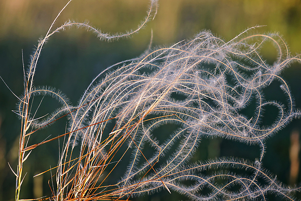 포토 JPG 해외이미지 식물 백그라운드 꽃무늬 밭 농업 오렌지 자연 아침 사람없음 야외 빛 햇빛 태양 농장 갈색 노란색 일출 환경 맑음 황혼 일몰 봄 새벽 시골 닫기 내추럴 해외포토 주간 자연요소 계절 꽃 산업 컬러 무늬 과일 모션 날씨 노을 생태계 파일형식 이미지허브