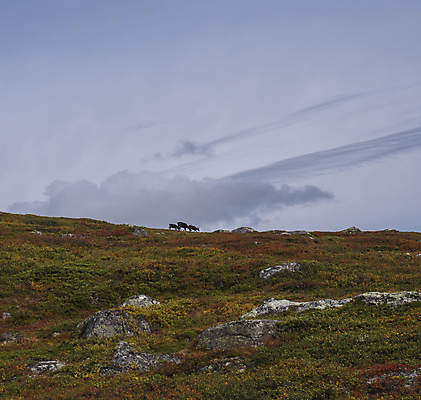 포토 JPG 해외이미지 나무 동물 공원 야생동물 여행 백그라운드 자국 자연 하늘 산 스웨덴 국립공원 사람없음 야외 초록색 물 파란색 컬러풀 햇빛 평화 침묵 트래킹 하이킹 자유 개울 황무지 왕 언덕 산악지대 스칸디나비아 전국 절정 해외포토 자연요소 식물 공공시설 컬러 컨셉 레저 북유럽 강 태양 소리 생태계 파일형식 이미지허브
