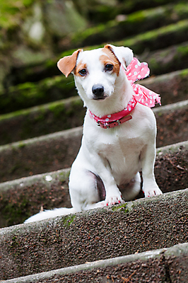 포토 JPG 해외이미지 휴식 사람없음 반려동물 유행 귀여움 계단 기다림 유머 개 강아지 테리어 잭러셀테리어 스타일 해외포토 동물 감정 컨셉 포유류 모션 파일형식 이미지허브