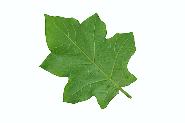 포토 JPG 해외이미지 나무 식물 열매 음식 백그라운드 단풍 잎 채소 과일 재료 태국 가지 요리 사람없음 초록색 흰색 신선 원형 정상 악마 다발 허브 질감 완두콩 날것 치수 성분 칠면조 내추럴 고립 그리너리 억울 해외포토 도형 감정 아시아 컬러 조류 콩 파일형식 트랜드컬러 이미지허브