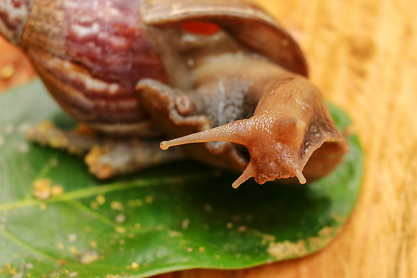 포토 JPG 해외이미지 동물 야생동물 백그라운드 잎 모션 아프리카 자연 연체동물 안테나 나선형 사람없음 초록색 갈색 환경 정원 중국 껍질 해충 질병 큼 땅 대만 먹기 유기농 덮기 세이셸 느림 거인 내추럴 민달팽이 이슈 침범 플로리다 끈적임 해외포토 식물 웰빙 나라 아시아 컬러 무늬 통신 의학 무척추동물 미국 벌레 크기 생태계 파일형식 달팽이_동물 이미지허브