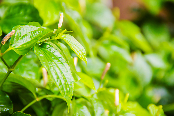 포토 JPG 해외이미지 나무 식물 공원 음식 백그라운드 잎 패턴 채소 재료 포장 태국 자연 건강 동양인 사람없음 야외 장식 초록색 빛 약 환경 정원 봄 하트 신선 약초 허브 유기농 질감 후추 조제 내추럴 많음 해외포토 모양 웰빙 계절 공공시설 아시아 컬러 컨셉 무늬 의학 인종 풀_식물 향신료 생태계 만들기 파일형식 이미지허브