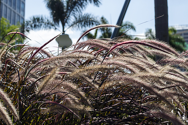 포토 JPG 해외이미지 나무 식물 계절 열매 꽃 분홍색 잎 자연 하늘 사람없음 빨간색 초록색 파란색 컬러풀 정원 봄 벚꽃 나뭇가지 체리 해외포토 컬러 과일 생태계 파일형식 이미지허브