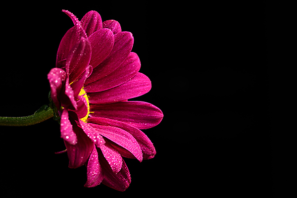 포토 JPG 해외이미지 식물 영어 계절 꽃잎 줄기 꽃무늬 자연 검은배경 잉글랜드 사랑 사람없음 여름 컬러풀 사진촬영 봄 활발 닫기 그림 데이지 향기 내추럴 파스텔톤 카피스페이스 해외포토 문자 꽃 감정 컬러 백그라운드 컨셉 무늬 모션 영국 검은색 촬영 공백 생태계 냄새 파일형식 이미지허브