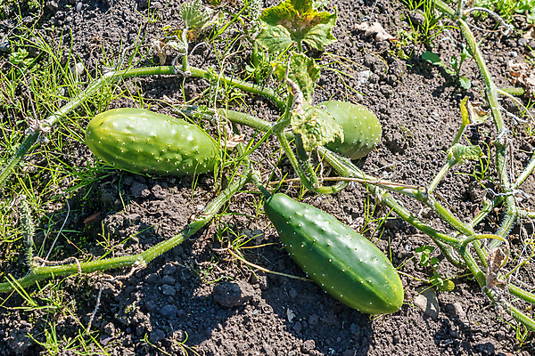 포토 JPG 해외이미지 식물 지구 음식 잎 농업 채소 자연 오이 새로움 건강 사람없음 초록색 농장 환경 정원 흙 성장 신선 작음 땅 유기농 원예 내추럴 오이피클 해외포토 웰빙 산업 컬러 컨셉 취미 크기 생태계 피클 파일형식 이미지허브