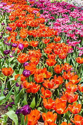 포토 JPG 해외이미지 꽃 백그라운드 풍경 사람없음 농장 튤립 해외포토 식물 농업 파일형식 이미지허브