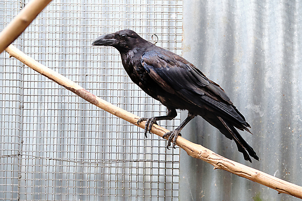 포토 JPG 해외이미지 전신 동물 한마리 1 공원 야생동물 백그라운드 날개 일러스트 자연 조류 앉기 사람없음 야외 목재 초록색 여름 갈색 검은색 어둠 회색 큼 깃털 부리 까마귀 동물상 전국 지능 착륙 해외포토 나무 계절 공공시설 컬러 재료 모션 조형물 크기 생태계 파일형식 이미지허브