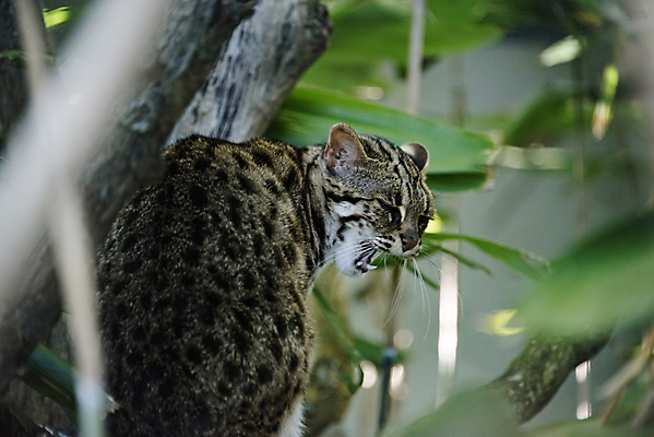 포토 JPG 해외이미지 나무 동물 야생동물 포유류 자연 휴식 털 동양인 사람없음 야외 초록색 고양이 줄무늬 흰색 치아 숲 육식동물 표범 말레이시아 송곳니 고립 세렝게티 해외포토 식물 아시아 컬러 컨셉 무늬 인종 반려동물 소화기관 생태계 파일형식 이미지허브