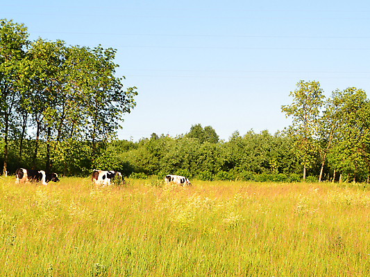 포토 JPG 해외이미지 나무 동물 공원 산업 모래 농업 자연 풍경 사람없음 야외 여름 모래사장 농장 맑음 시골 소 군중 숲 유기농 황소 먼지 장면 건너기 기르기 밭일 벨로루시 해외포토 식물 웰빙 계절 공공시설 바다 포유류 모션 날씨 사람 생태계 돌봄 파일형식 이미지허브