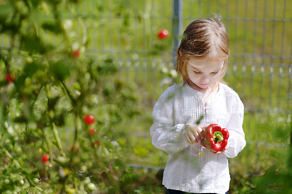 포토 JPG 해외이미지 식물 백인 손 계절 행복 어린이 음식 잎 채소 자연 건강 한명 사람 야외 빨간색 초록색 여름 태양 농장 환경 정원 봄 기쁨 수확 가을 신선 잡기 선택 달콤 작음 수집 먹기 원예 후추 내추럴 홈메이드 해외포토 자연요소 서양인 1 감정 컬러 컨셉 농업 모션 취미 신체부위 맛 크기 향신료 생태계 만들기 파일형식 이미지허브